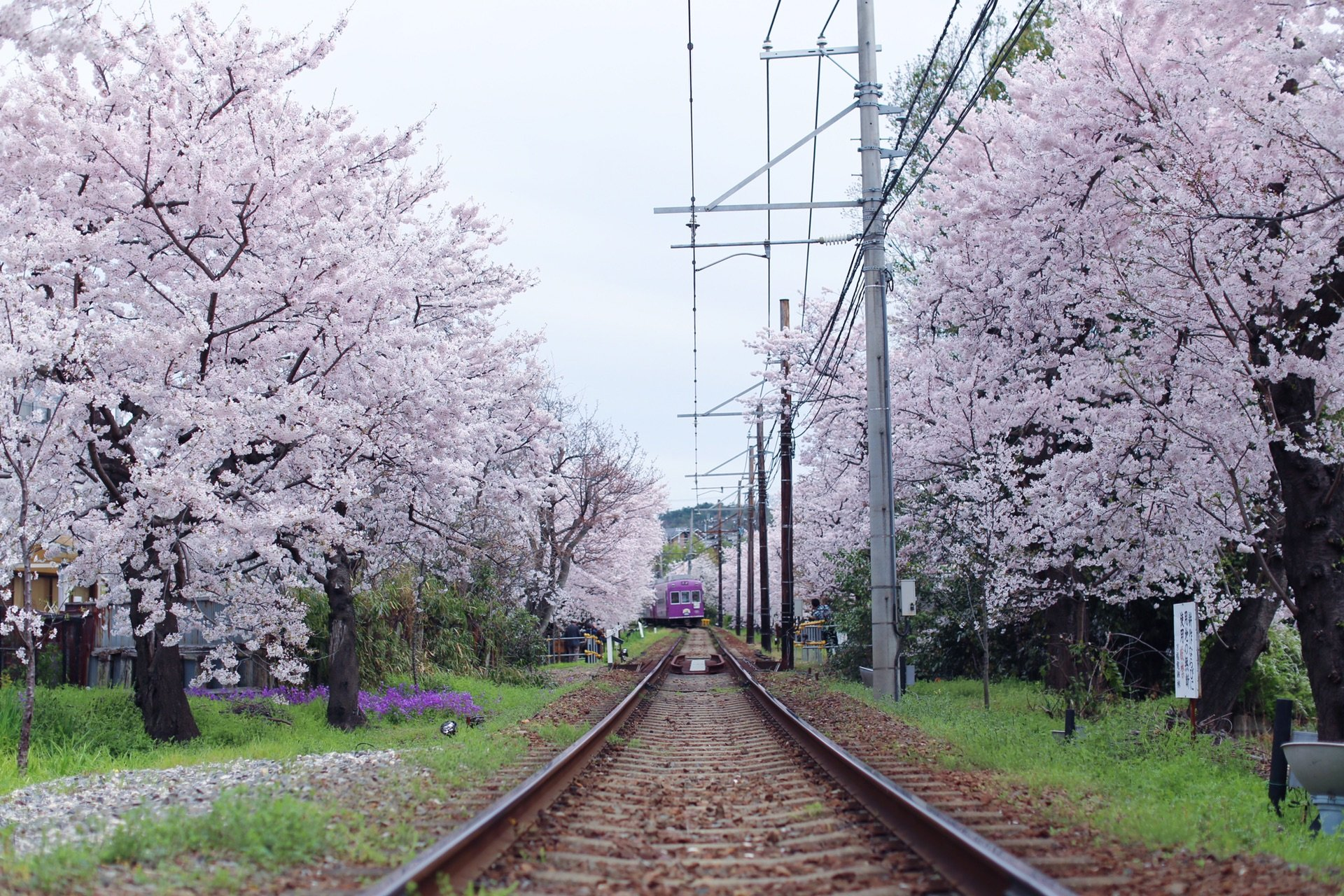 日本並未將櫻花定為國花，象徵日本皇室的也是菊花而非櫻花。櫻花是在一種潛移默化的情況下以象徵日本「大和魂」的意識型態深植在每個人的心中。但究竟櫻花是如何在廣大的歷史洪流中慢慢地建立起自己所象徵的意義？古時候的日本和現今日本對於櫻花的看法是否一致呢？如果在古時和近代發生了象徵的轉變，這又是如何造成的呢？本文將從日本文學，如神話、萬葉集、古今和歌集、源君物語、二戰期間的武士魂，看櫻花象徵的轉變與演進。